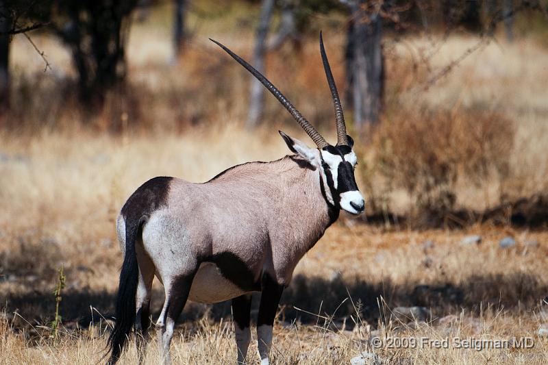20090610_130927 D300 X1.jpg - The Oryx is a large antelope with long spear like (swept-back) horns